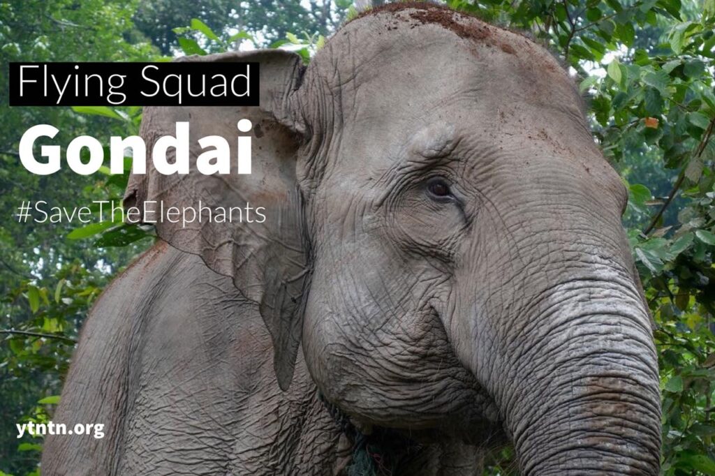 flying squad gondai #savetheelephants