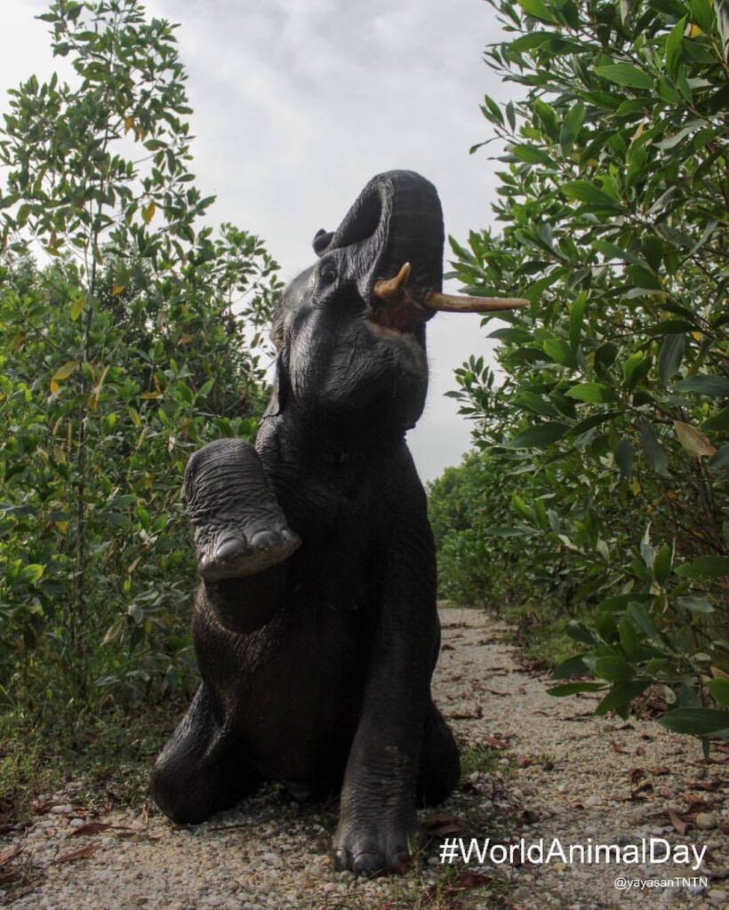img-02-free-img world animal day ytntn